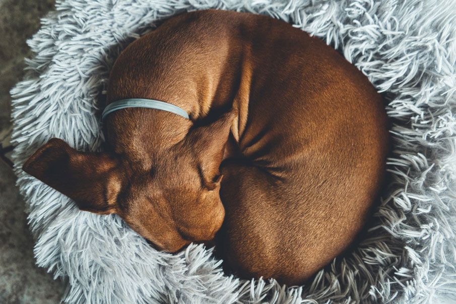 Pet dog asleep