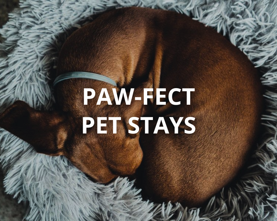 Paw-fect Stays
